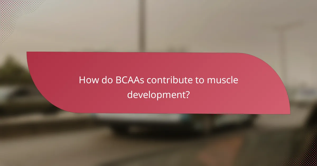 How do BCAAs contribute to muscle development?